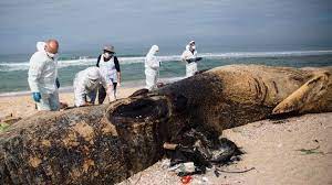 News from israel, the middle east and the jewish world. Israel Pollution Tar Globs Disfigure Coast After Oil Spill Bbc News