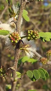 Image result for Acacia mellifera
