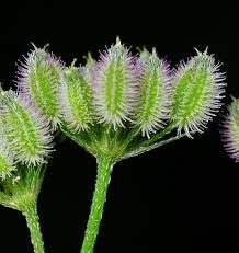 Image result for Torilis