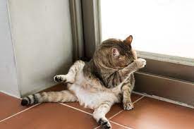Why Do Cats Like Earwax