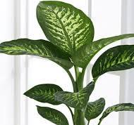 Pur Plant