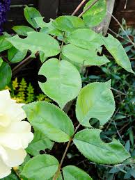White dots on rose leaves. Troubleshooting Common Rose Problems Craftsy