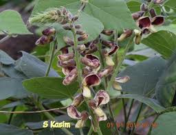 Image result for Rhynchosia totta