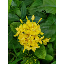 Image result for Ixora brachypoda