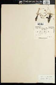 Image result for Hypoxis kilimanjarica