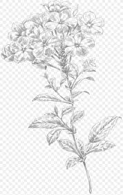 Flower pen and ink flower rose clip art pen flowers clip art illustrations tropical leaves botanical flowers clip art graphic illustration peonies watercolor summer woodcut leafs vintage grunge patterns. Line Art Flower Drawing Png 807x1306px Line Art Black And White Branch Drawing Flora Download Free