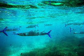 帕劳国家博物馆 帕劳国家公园 长堤国家公园 总统府 帕劳海豚湾 安德茂瀑布 男人会馆. æš¢éŠæµ·å³¶æµ®æ½›å¤©å ‚å¸›ç‰è¶…å€¼æ‡¶äººåŒ… Triplisher Stories