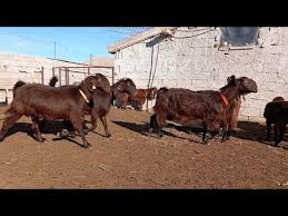 What is the reason that your goat is in pain? Korkmazbey Halep Kecileri Youtube