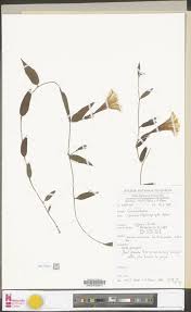 Image result for Ipomoea blepharophylla