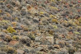 Image result for Sacciolepis rigens