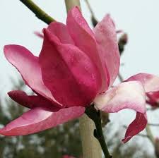 We did not find results for: Magnolia Darjeeling Agm Magnolias Millais Nurseries