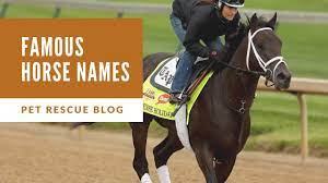 Marengo was foaled in county wexford, ireland. Famous Horse Names In The History Youtube