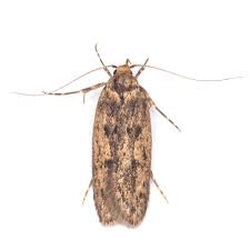 Image result for Stigmella continuella