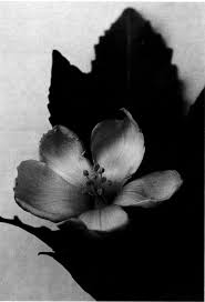 Image result for Hugonia elliptica