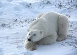 Endangered Species In North America Endangered Animals Baby Polar Bears Polar Bear