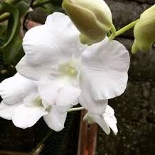 Madu madun madu madun niulhamun vasbalamun heykemun kaalan. Goyye Goyyei Twitter