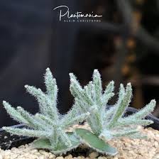 Image result for Eriospermum