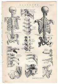 Michaelmoonsbookshop Human Anatomy Drawing Human Anatomy Anatomy Art
