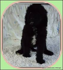 Choose a labradoodle to get a dog that's smart, easy to train and generally sociable. Labradoodle Puppies For Sale In Montague Michigan Classified Americanlisted Com