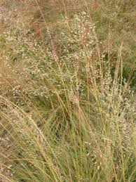 Image result for Sporobolus stapfianus