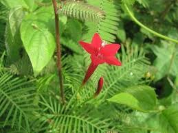 Image result for Ipomoea quamoclit