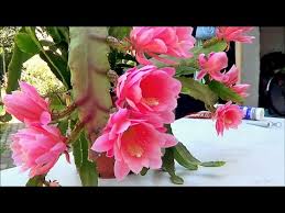 Well rooted orchid cactus, potted in 6 inch hanging pot, and fast usa shipping. Blattkaktus Epiphyllum In Blute Youtube