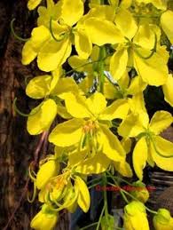 Pin On Orchids Of Thailand