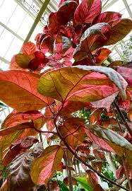 Image result for Acalypha wilkesiana
