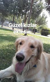 Instagram Fake Story In 2020 Instagram Photo Golden Retriever
