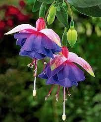 Fuchsia Fuchsia Flower Flower Wallpaper Flowers