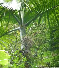 Image result for Hyophorbe indica