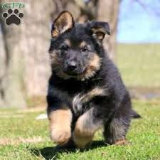 German shepherd puppies want to play all day, every day. German Shepherd Puppies For Sell Online Shopping