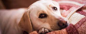 Worms In Dogs Intestinal Worms Symptoms And Treatment Nexgard Range
