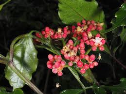 Image result for Leea guineensis