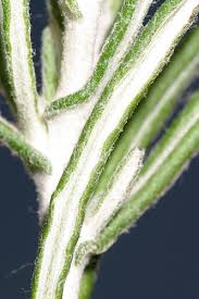 Image result for Argyrolobium rupestre