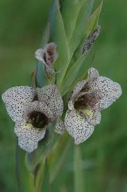 Image result for Gladiolus ecklonii