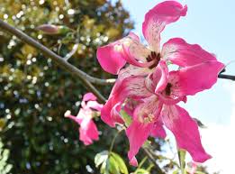 Originally from brazil, northeast argentina, paraguay. The Silk Floss Tree A Spiky Sensation For The Central Florida Home Landscape Uf Ifas Extension Orange County