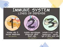 Immune System Flip Cards By Cristina Bienes On Genially