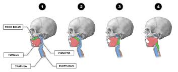 Image result for Swallowing