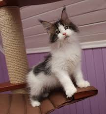 The oldest cfa maine coon cattery in florida. Maine Coon Cats For Sale Jacksonville Fl 256078