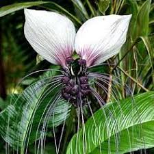 Check spelling or type a new query. 96 Best Tacca Bat Flower Ideas In 2021 Bat Flower Planting Flowers Unusual Plants