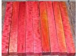 Image result for Berchemia zeyheri