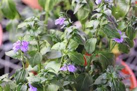 Image result for Rungia