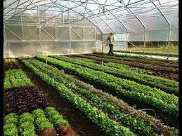 High Tunnel Construction Manual Hindi Urdu High Tunnel Construction Farmland