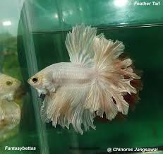This video is an unboxing of live fish ordered from aquabid.com, from the vendor 90125. Pin On Betta Fish