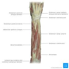 The picture above is an example of a great stretch for the inner forearm muscles and tendons, do this stretch before during and after you climb both indoor and outdoor. Anconeus Muscle Origin Insertion Innervation Function Kenhub