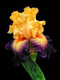 Orange By Dave Mills Iris Flowers Iris Garden Amazing Flowers