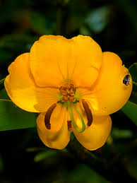 Image result for Senna septemtrionalis