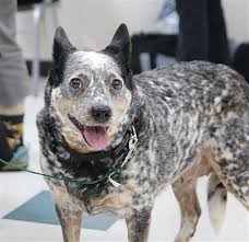 Licenses and permits licenses and permits; Dallas Tx Blue Heeler Meet Skid Boot A Dog For Adoption Blue Heeler Heeler Heeler Mix