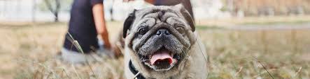 Call us today to see if we recommend a dog trainer near you. San Diego Dog Training Canine Dimensions